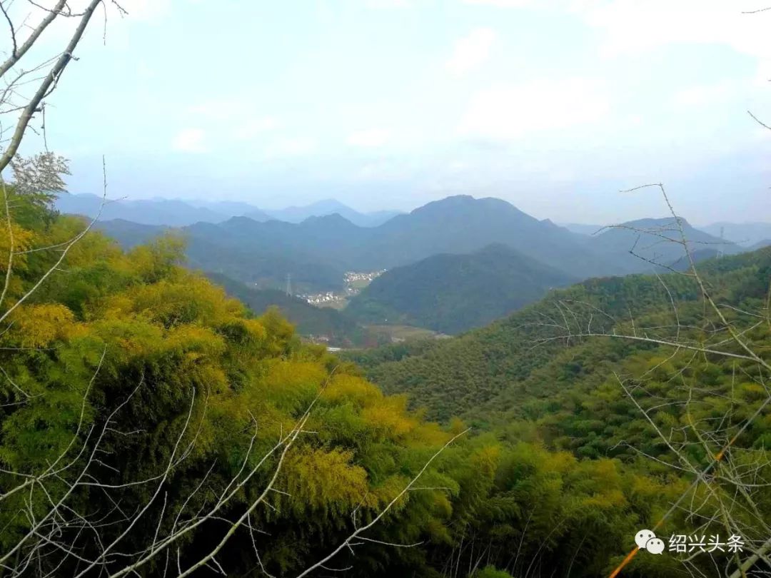 小路两边,俱是红豆杉树,大半个山头都是排列得整整齐齐的红豆杉.